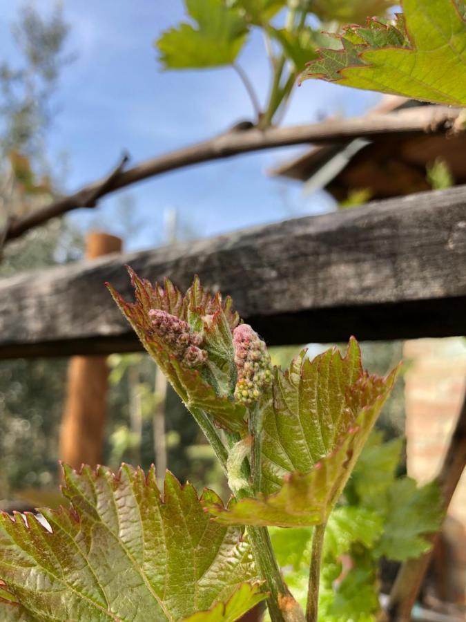 Agriturismo San Giusto Villa Sovicille Bagian luar foto